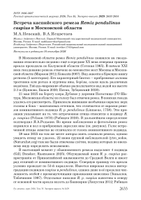 Встреча каспийского ремеза Remiz pendulinus caspius в Московской области
