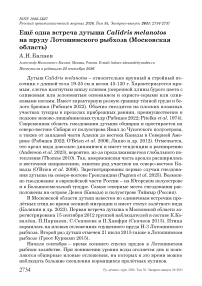 Ещё одна встреча дутыша Calidris melanotos на пруду Лотошинского рыбхоза (Московская область)