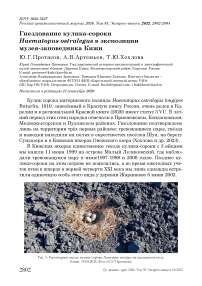 Гнездование кулика-сороки Haematopus ostralegus в экспозиции музея-заповедника Кижи