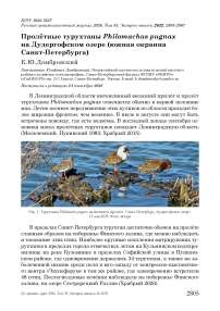 Пролётные турухтаны Philomachus pugnax на Дудергофском озере (южная окраина Санкт-Петербурга)