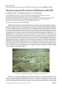 Загадка орлана-белохвоста Haliaeetus albicilla
