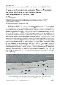 О зимовке белощёких казарок Branta leucopsis на реке Москве в музее-заповеднике «Коломенское» в 2025/26 году