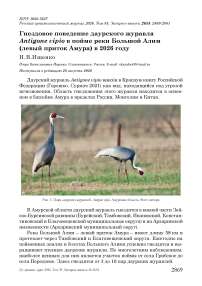 Гнездовое поведение даурского журавля Antigone vipio в пойме реки Большой Алим (левый приток Амура) в 2026 году