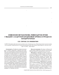 Изменение метаболизма лимфоцитов крови у мышей с асцитной карциномой эрлиха в процессе канцерогенеза