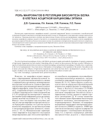 Роль макрофагов в регуляции биосинтеза белка в клетках асцитной карциномы Эрлиха