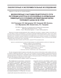 Молекулярные участники рецепторного пути регуляции апоптоза в опухолевых и нормальных лимфоцитах в условиях ингибирования белка теплового шока 90 in vitro