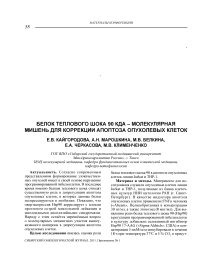 Белок теплового шока 90 КДА - молекулярная мишень для коррекции апоптоза опухолевых клеток