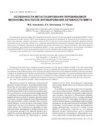 Особенности метастазирования перевиваемой меланомы В16 после ингибирования активности ММП-9