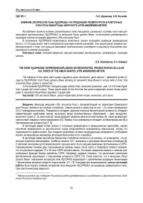 Влияние экспрессии гена PgCDPK2ds1 на продукцию резвератрола в клеточных культурах винограда амурского ( Vitis amurensis Meyer)