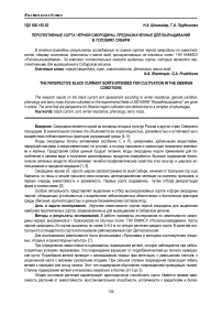 Перспективные сорта черной смородины, предназначенные для выращивания в условиях Сибири