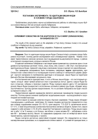 Постановка эксперимента по адаптации вишни Фудзи в условиях города Хабаровска