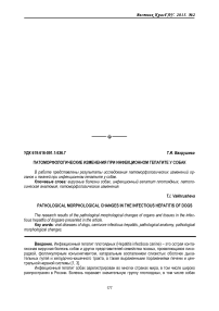 Патоморфологические изменения при инфекционном гепатите у собак