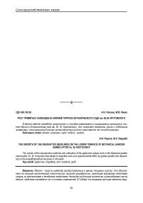 Рост привитых саженцев на нижней террасе Ботанического сада им. Вс. М. Крутовского