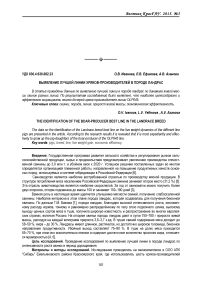 Выявление лучшей линии хряков-производителей в породе ландрас