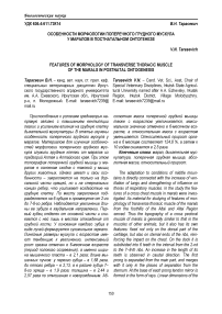 Особенности морфологии поперечного грудного мускула у маралов в постнатальном онтогенезе