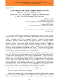 О функциональной морфологии организма: система опорных и регуляторных структур