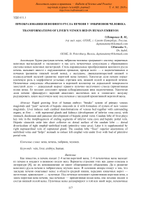 Преобразования венозного русла печени у эмбрионов человека