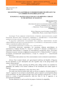 Экологическая адаптивная селекция позднеспелой капусты в условиях Республики Дагестан