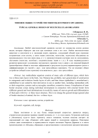 Типовое общее устройство многоклеточного организма