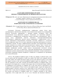 Адаптация лимфоидных органов при восстановлении после физических нагрузок