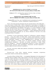 Morphological and anatomical analysis of vegetative organs of Avena pilosa (Roem. & Schult.) Bieb