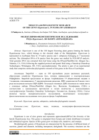 Molecular-Phylogenetic Research of the Genus Hypericum L. in Flora of Azerbaijan