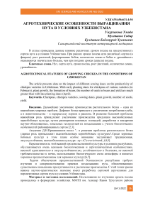 Агротехнические особенности выращивания нута в условиях Узбекистана