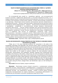 Макро и микроскопическая характеристика тимуса у детей в периода новорожденности