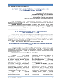 Гистоструктура слизистой оболочки желудка крыс при однообразной белковой питании