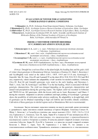 Evaluation of winter wheat genotypes under rainfed farming conditions