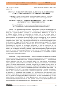 Study and evaluation of morpho-anatomical characteristics of the leaves of tomato plant varieties and hybrids