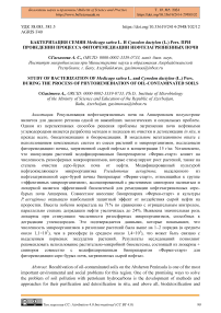 Бактеризация семян Medicago sativa L. и Cynodon dactylon (L.) Pers. при проведении процесса фиторемедиации нефтезагрязненных почв