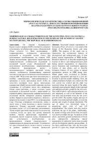 Морфологическая характеристика сосны обыкновенной (Pinus sylvestris L.) при естественном возобновлении на отвалах Кумертауского буроугольного разреза (Россия, Республика Башкортостан)