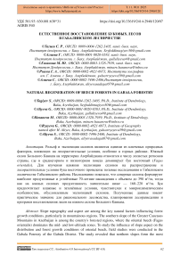 Естественное восстановление буковых лесов в Габалинском лесничестве
