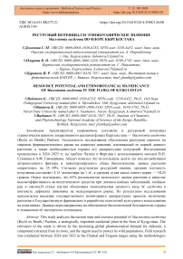 Ресурсный потенциал и этноботаническое значение Macrotomia euchroma во флоре Кыргызстана