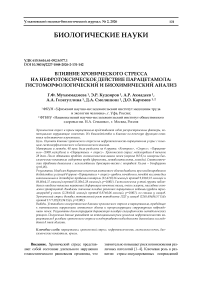 Влияние хронического стресса на нефротоксическое действие парацетамола: гистоморфологический и биохимический анализ