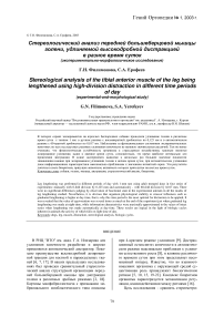 Стереологический анализ передней большеберцовой мышцы голени, удлиняемой высокодробной дистракцией в разное время суток (экспериментально-морфологическое исследование)