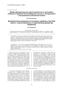 Морфо-функциональная оценка кровеносных капилляров эндомизия передней большеберцовой мышцы в эксперименте с дозированным удлинением голени