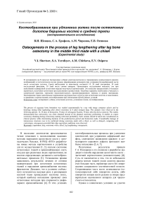 Костеобразование при удлинении голени после остеотомии долотом берцовых костей в средней трети (экспериментальное исследование)