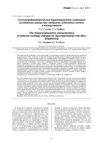 Гистоморфометрические характеристики изменений суставного хряща при «веерном» удлинении голени в эксперименте