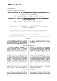 Реакция нервов на растяжение и их структурная адаптация к удлинению конечности