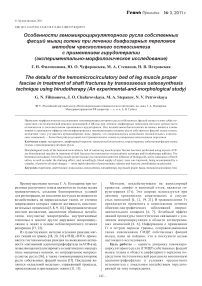 Особенности гемомикроциркуляторного русла собственных фасций мышц голени при лечении диафизарных переломов методом чрескостного остеосинтеза с применением гирудотерапии (экспериментально-морфологическое исследование)