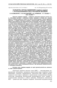 Разработка метода выявления Anaplasma marginale с использованием ПЦР в реальном времени