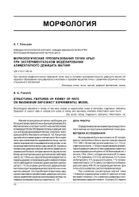 Морфологические преобразования почек крыс при экспериментальном моделировании алиментарного дефицита магния