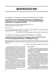 Ультраструктурные изменения эпителия проксимальных канальцев у крыс при экспериментальном моделировании алиментарного дефицита магния