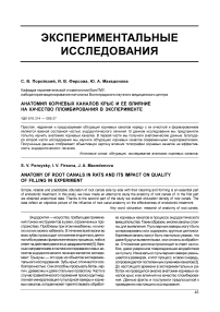 Анатомия корневых каналов крыс и ее влияние на качество пломбирования в эксперименте