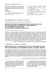 Морфологическое исследование репаративных эффектов раствора бишофита и кислоты глицирризиновой на экспериментальной модели полнослойных линейных кожных ран