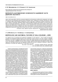 Морфолого-анатомические особенности надземной части девясила высокого