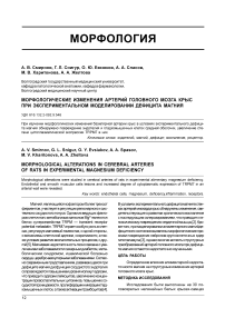 Морфологические изменения артерий головного мозга крыс при экспериментальном моделировании дефицита магния