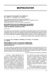 Морфометрическое исследование гиппокампа правого полушария крыс при моделировании гипертензивной энцефалопатии